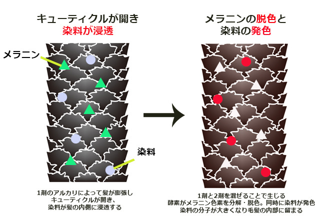 髪を染める仕組み